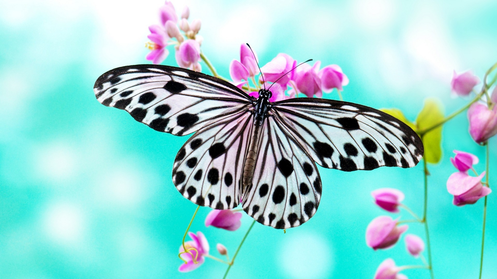 Butterfly Pictures Wallpaper Resolution 1920x1080