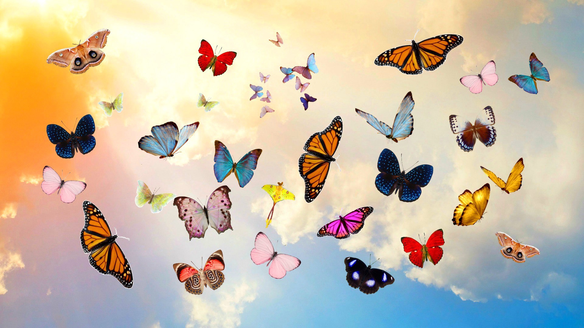 Butterfly Wallpaper 1920x1080