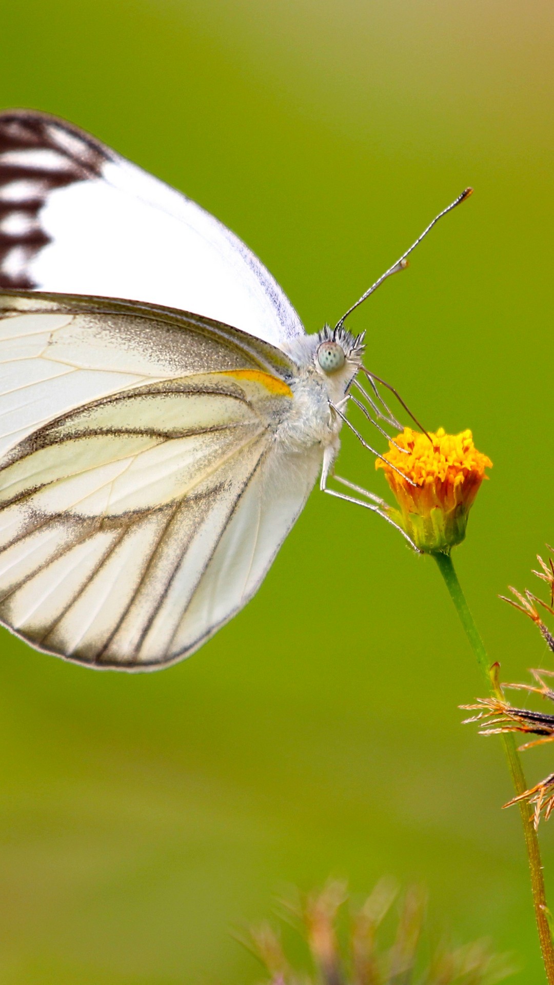 Butterfly iPhone Wallpaper HD Resolution 1080x1920