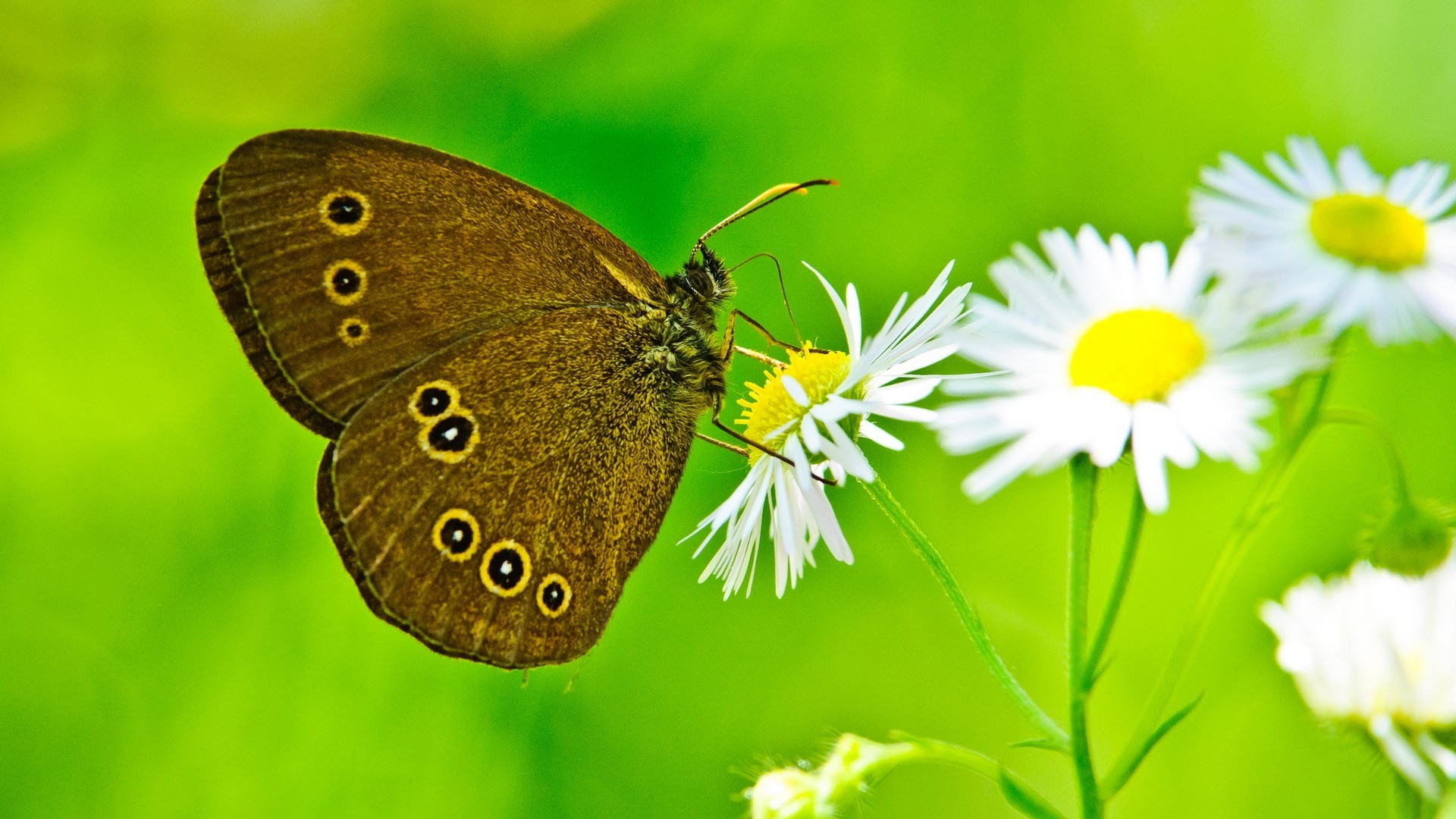 Computer Wallpapers Butterfly Pictures 1920x1080