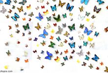 Cute Butterfly Desktop Backgrounds HD