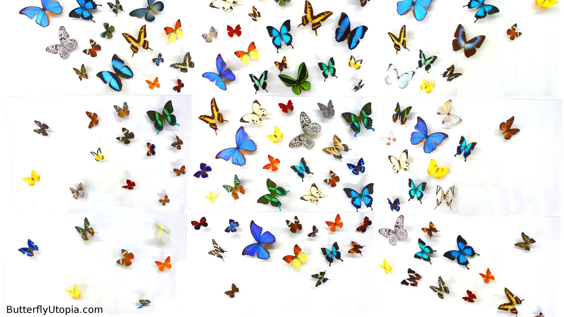 Cute Butterfly Desktop Backgrounds HD 1920x1080