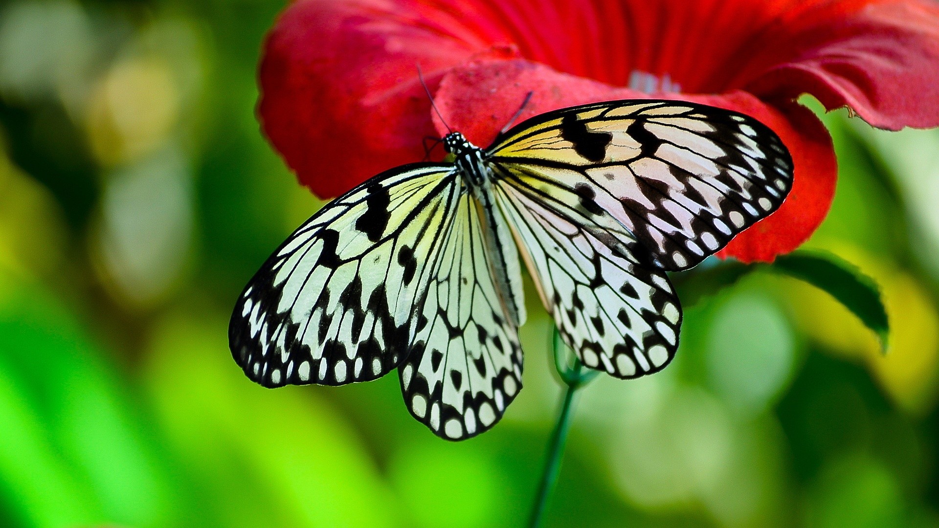 Cute Butterfly Desktop Wallpaper 1920x1080