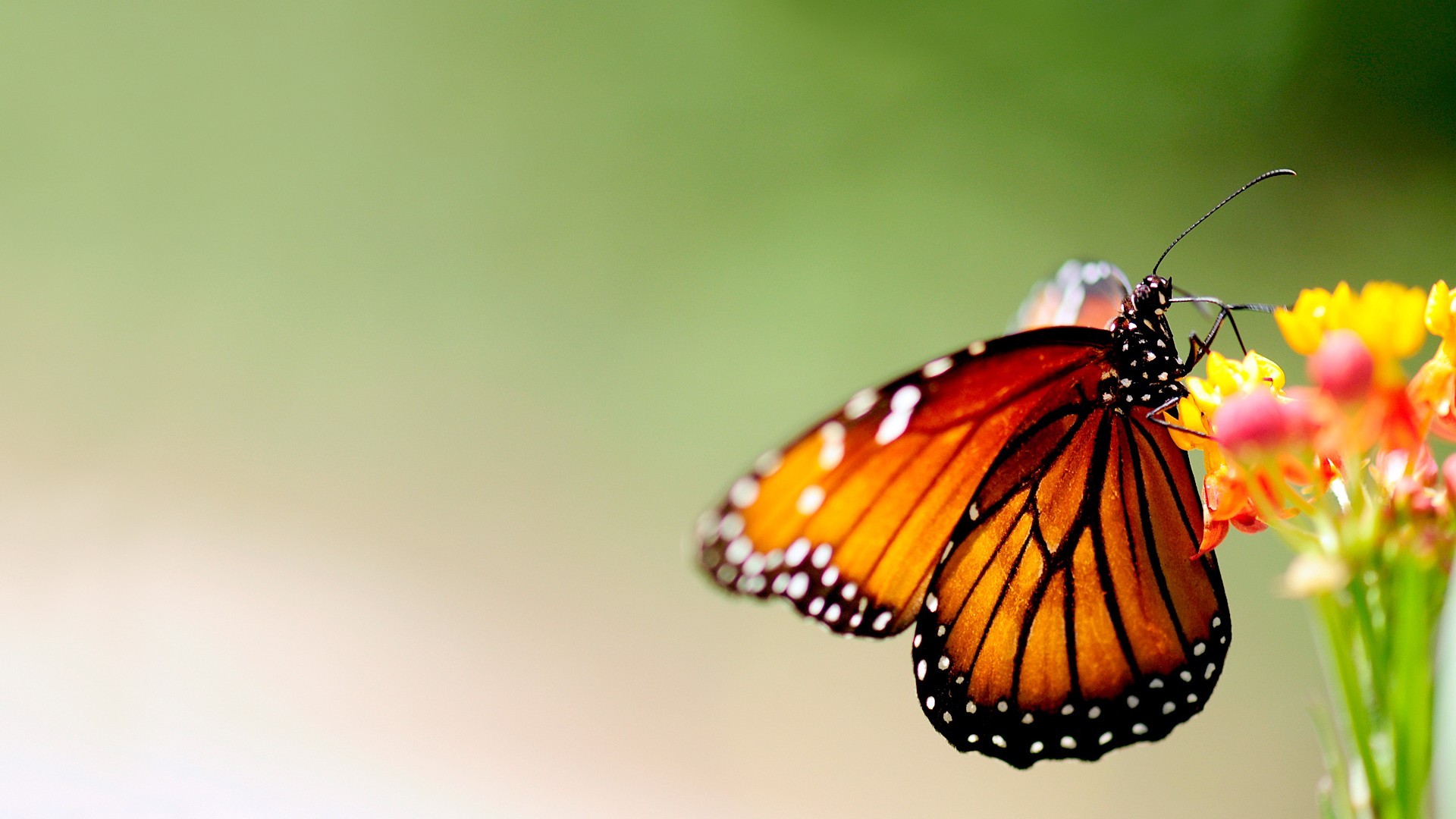 Cute Butterfly Wallpaper 1920x1080