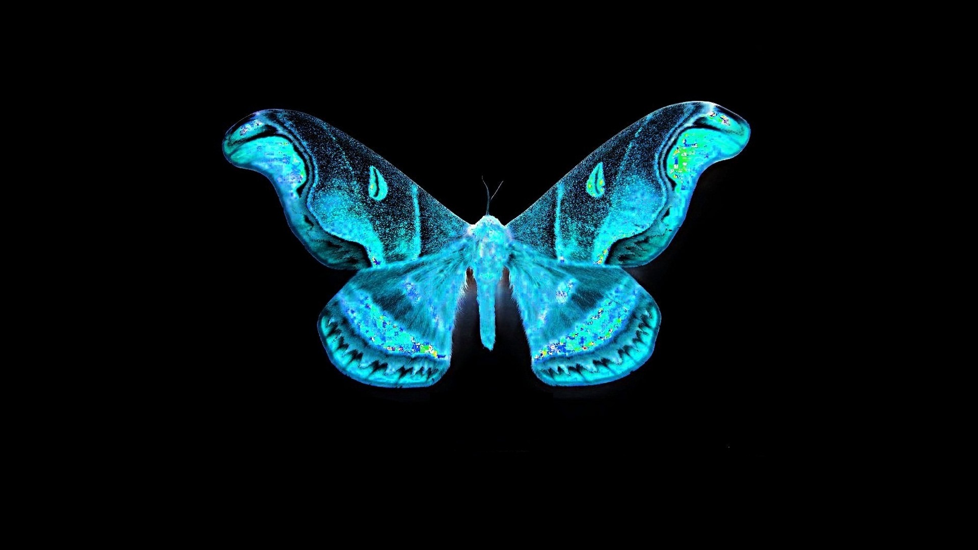 HD Blue Butterfly Backgrounds 1920x1080