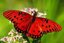 HD Butterfly Pictures Backgrounds