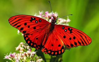 HD Butterfly Pictures Backgrounds Resolution 1920x1080