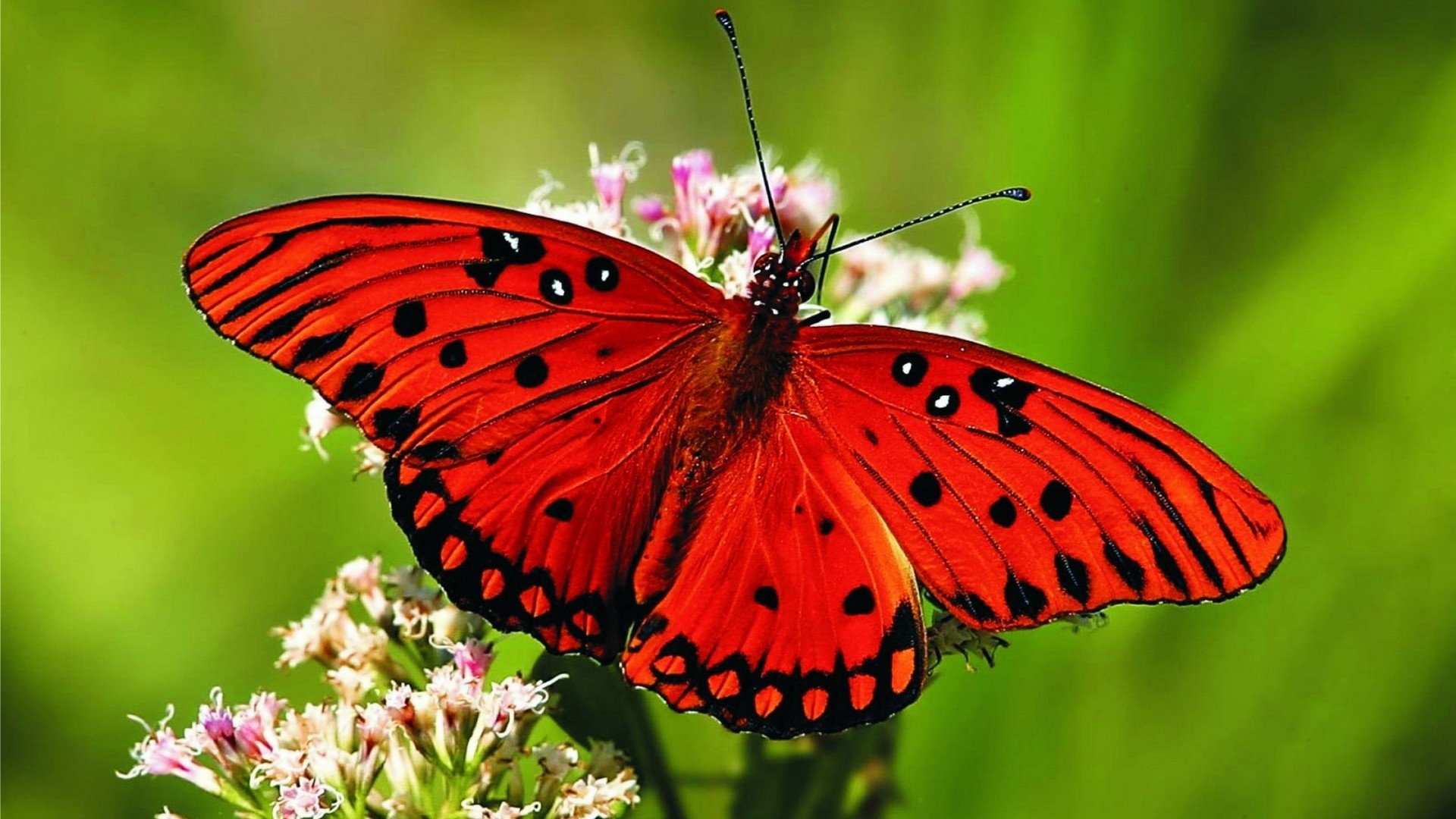 HD Butterfly Pictures Backgrounds 1920x1080