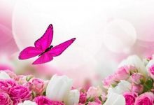 Pink Butterfly Background For Android