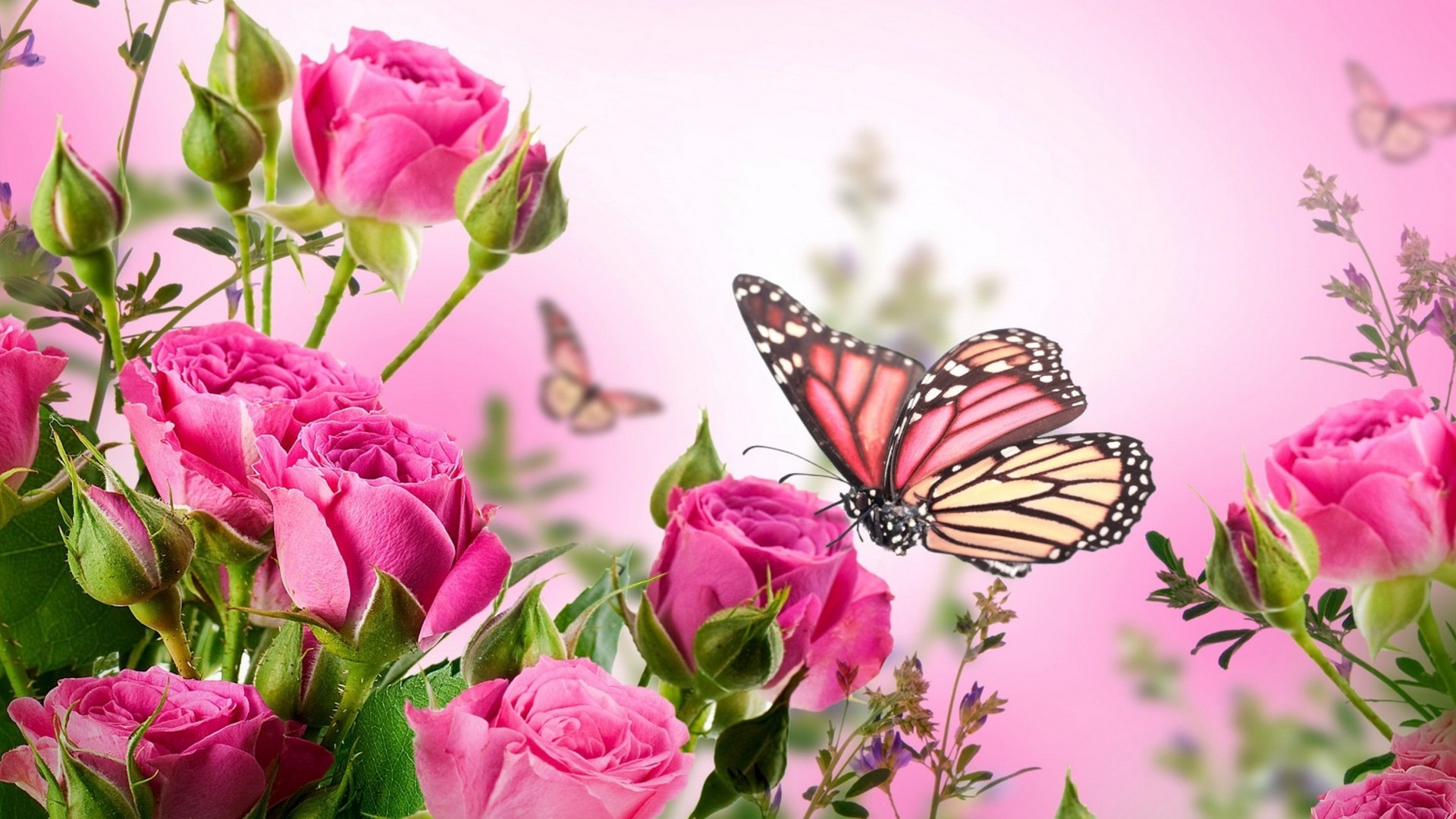 Pink Butterfly Desktop Wallpaper Resolution 1920x1080
