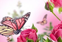 Pink Butterfly Mobile Wallpaper HD
