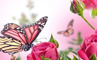 Pink Butterfly Mobile Wallpaper HD Resolution 1080x1920