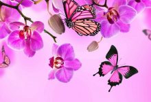 Pink Butterfly Wallpaper For Desktop