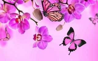 Pink Butterfly Wallpaper For Desktop Resolution 1920x1080