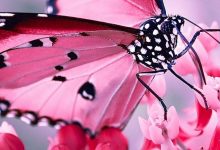 Pink Butterfly Wallpaper For Phone