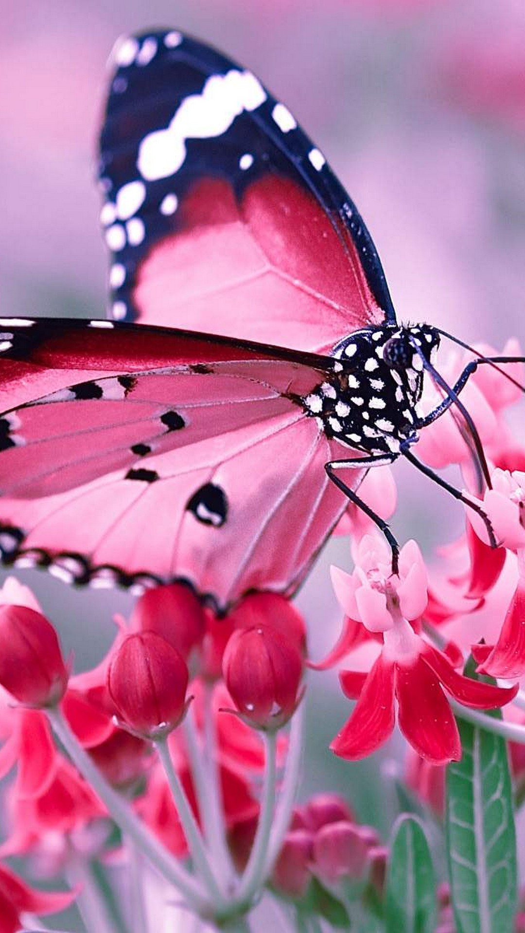Pink Butterfly Wallpaper For Phone Resolution 1080x1920