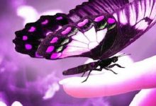 Purple Butterfly Background For Android