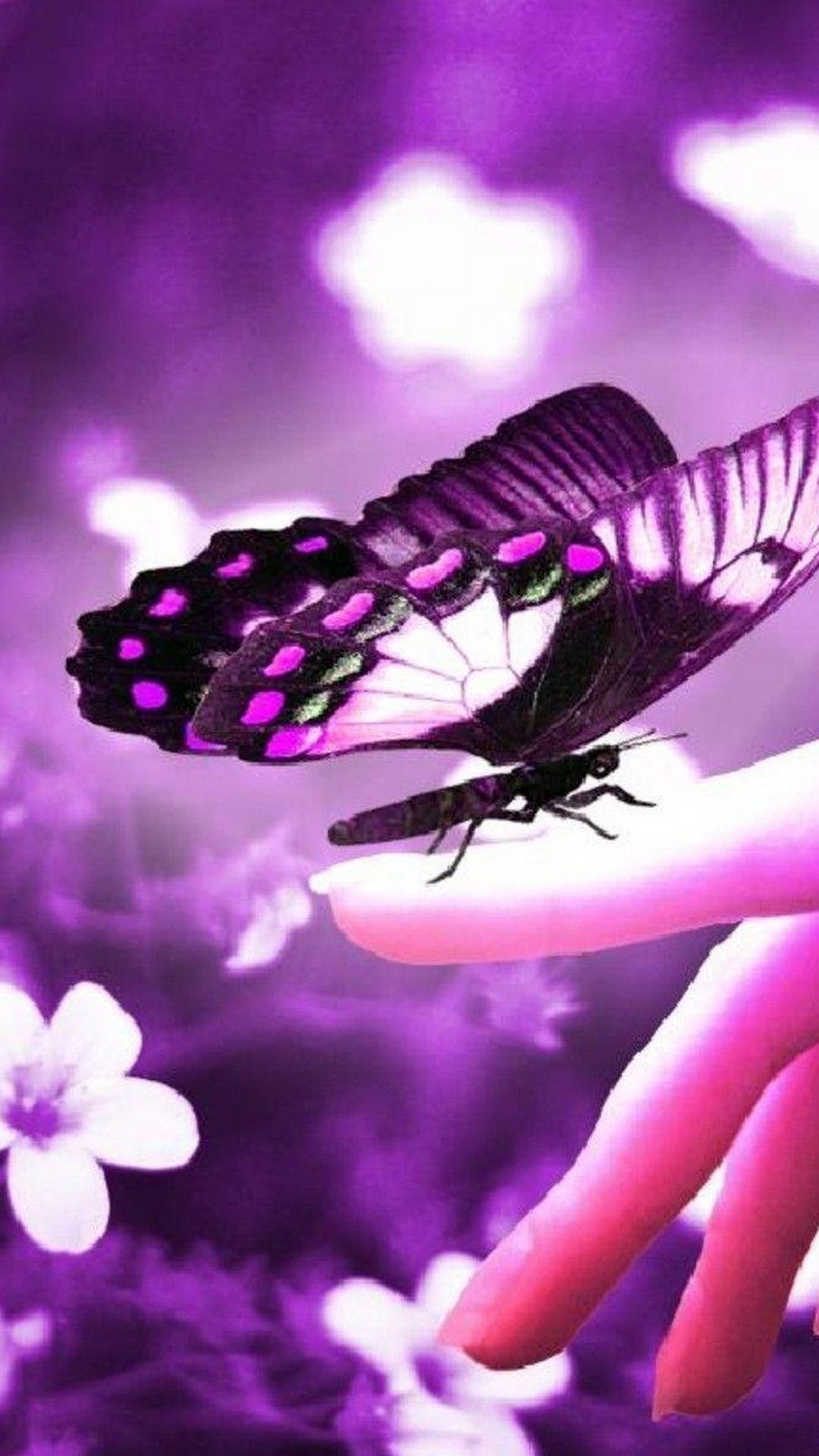 Purple Butterfly Background For Android Resolution 1080x1920