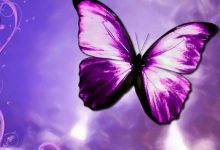 Purple Butterfly Desktop Backgrounds HD