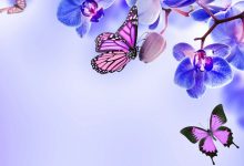 Purple Butterfly Desktop Wallpaper