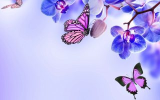 Purple Butterfly Desktop Wallpaper Resolution 1920x1080