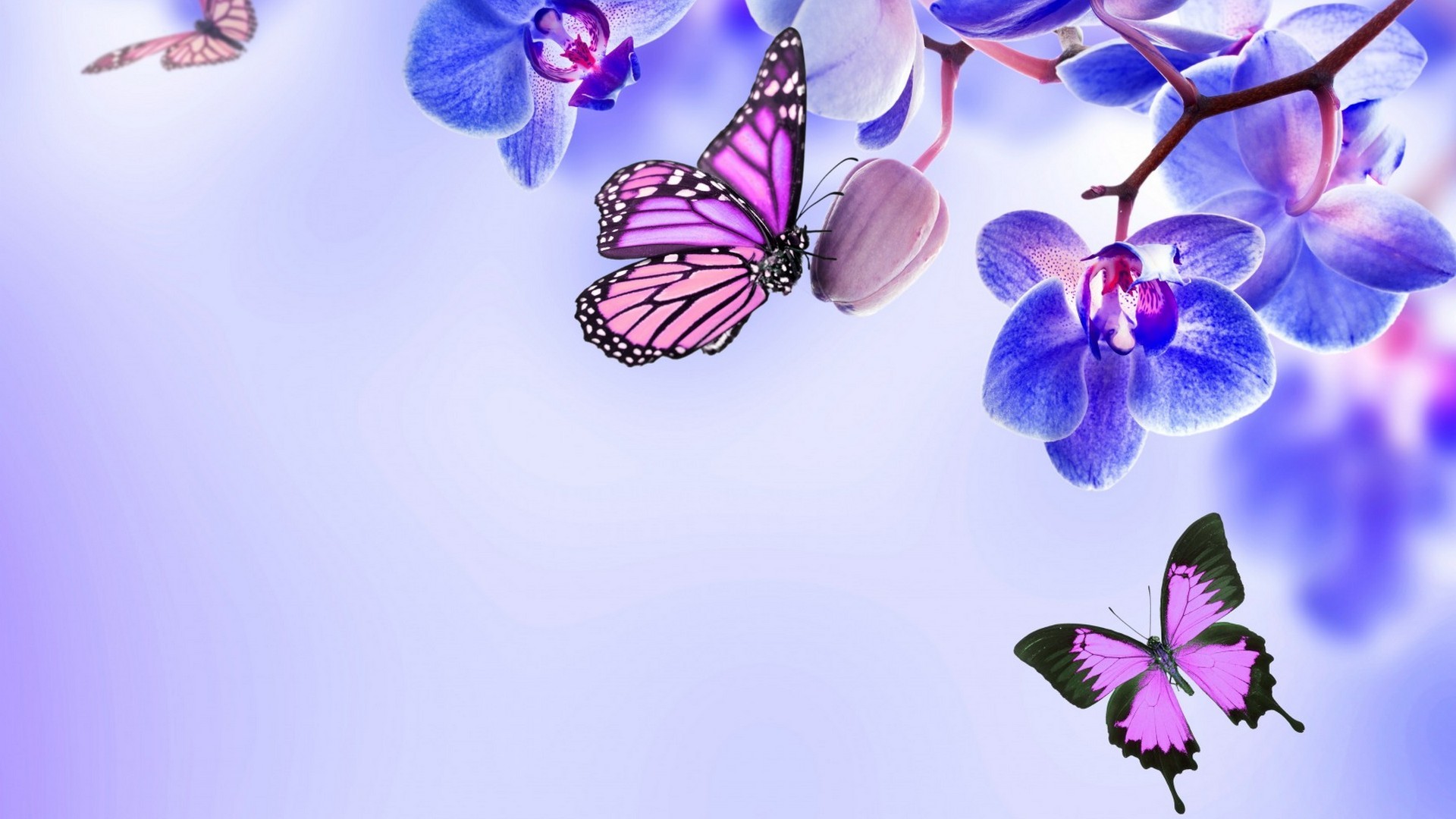 Purple Butterfly Desktop Wallpaper 1920x1080