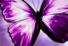 Purple Butterfly Mobile Wallpaper HD