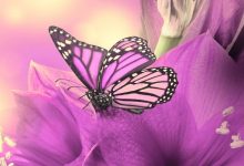 Purple Butterfly iPhone Wallpaper HD