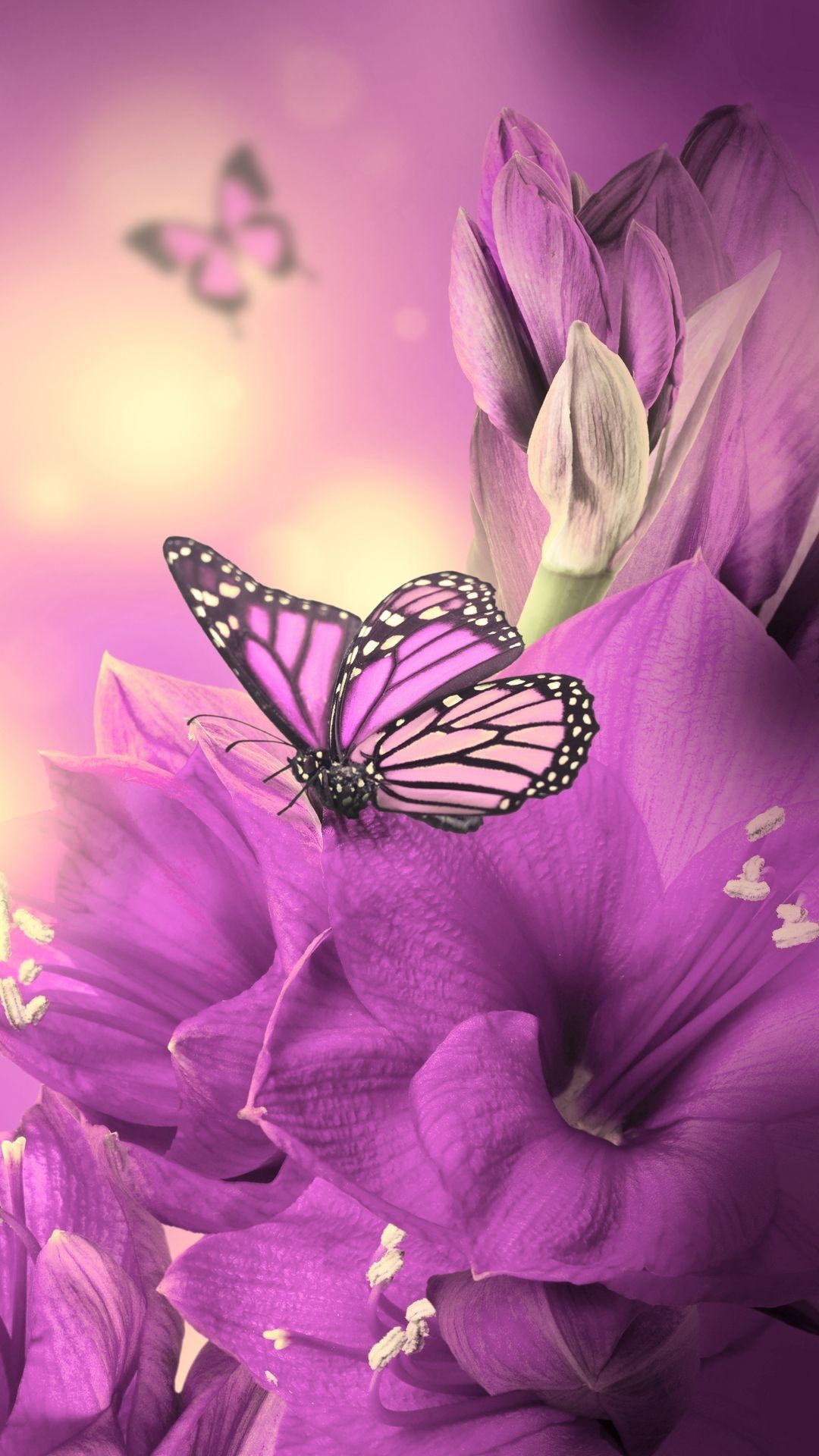 Purple Butterfly iPhone Wallpaper HD Resolution 1080x1920