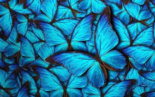 Wallpaper Blue Butterfly Resolution 1920x1080