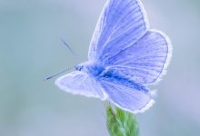 Wallpaper Blue Butterfly Desktop