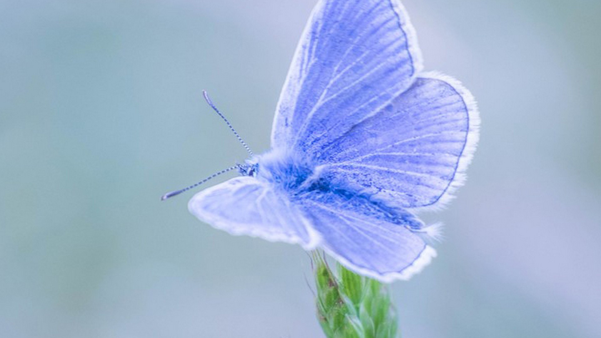 Wallpaper Blue Butterfly Desktop 1920x1080