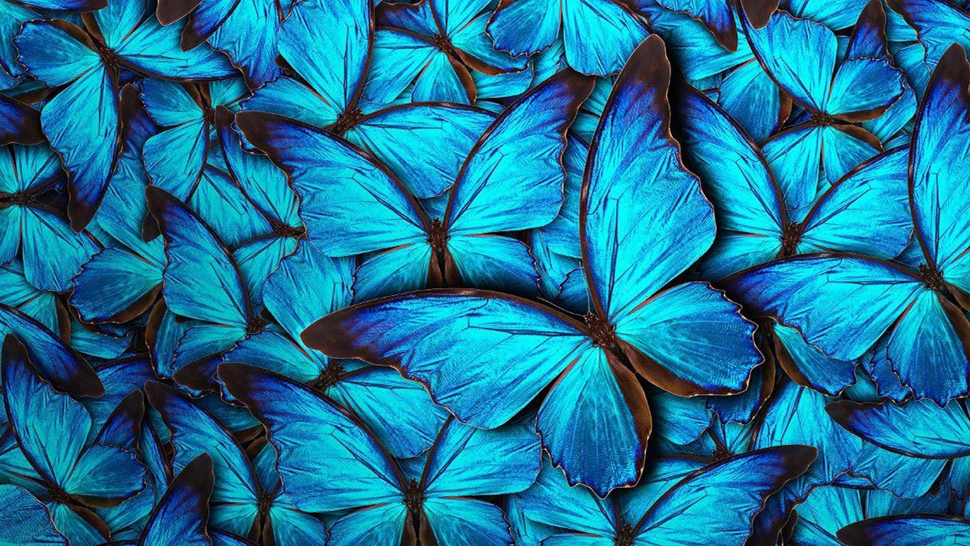 Wallpaper Blue Butterfly 1920x1080
