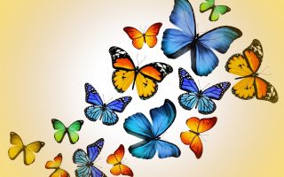 Wallpaper Butterfly Resolution 1920x1080