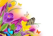 Wallpaper Butterfly Design Desktop