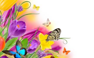 Wallpaper Butterfly Design Desktop Resolution 1920x1080