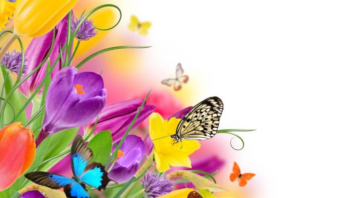 Wallpaper Butterfly Design Desktop ~ Cute Wallpapers