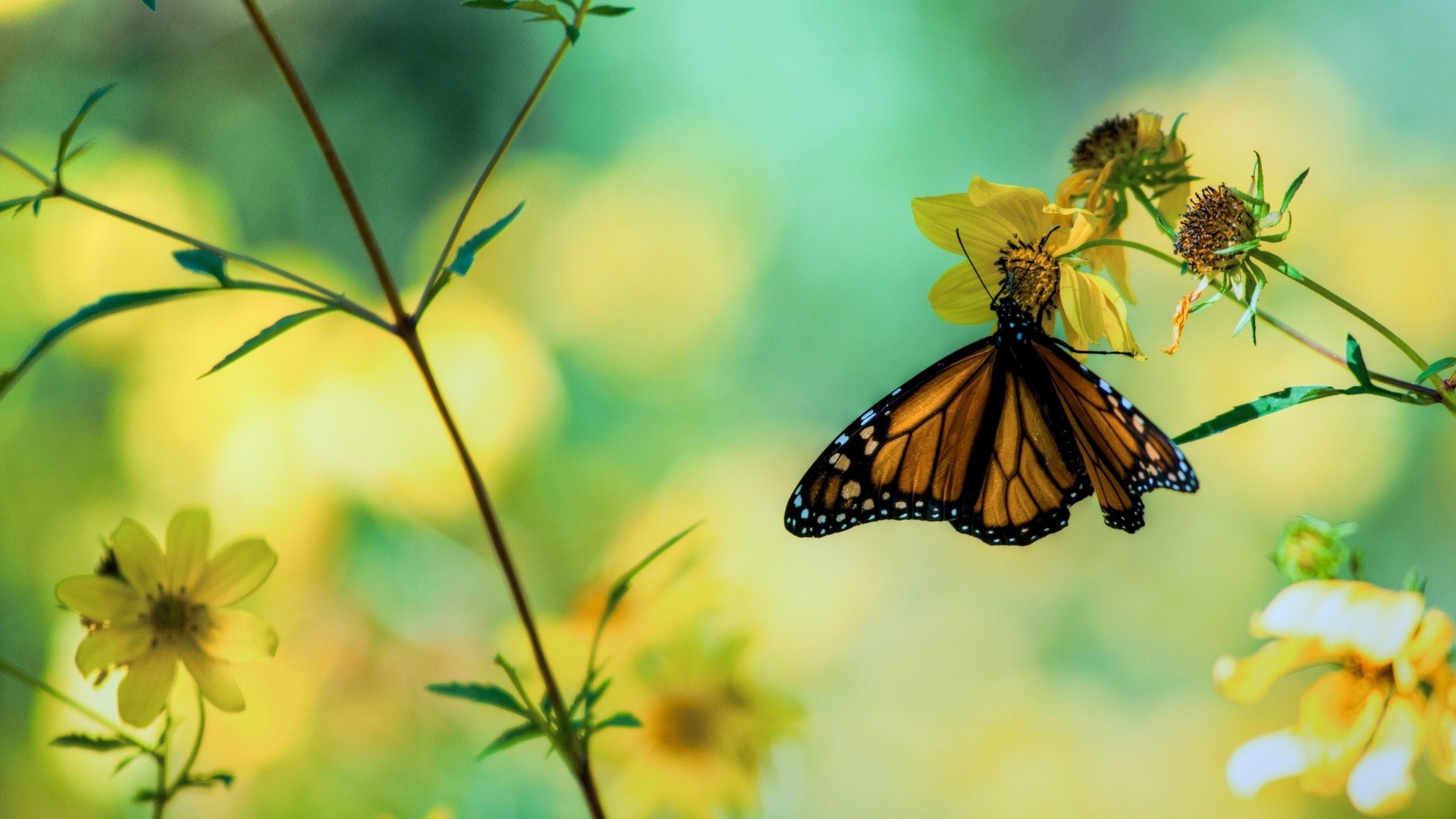 Wallpaper Butterfly Pictures Resolution 1920x1080