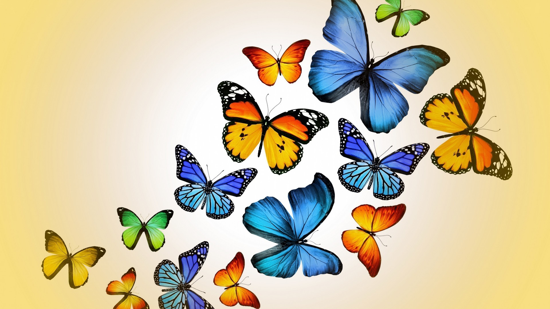 Wallpaper Butterfly Resolution 1920x1080