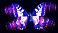 Wallpaper Purple Butterfly Desktop ~ Cute Wallpapers 2022