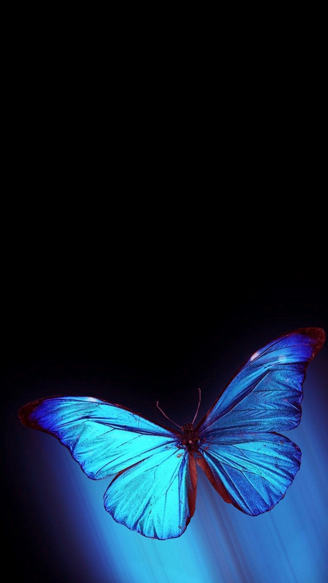 iPhone Wallpaper HD Blue Butterfly Resolution 1080x1920