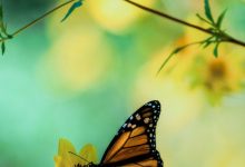 iPhone Wallpaper HD Butterfly