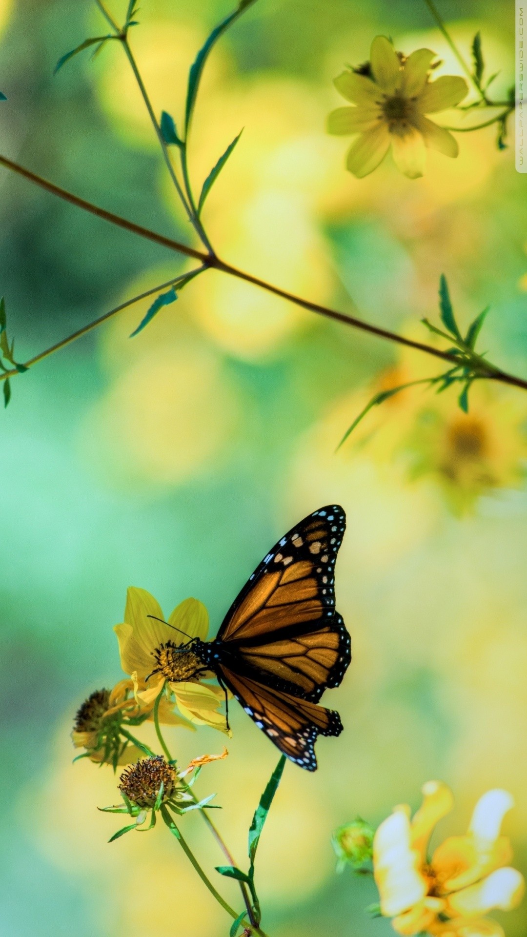 iPhone Wallpaper HD Butterfly Resolution 1080x1920
