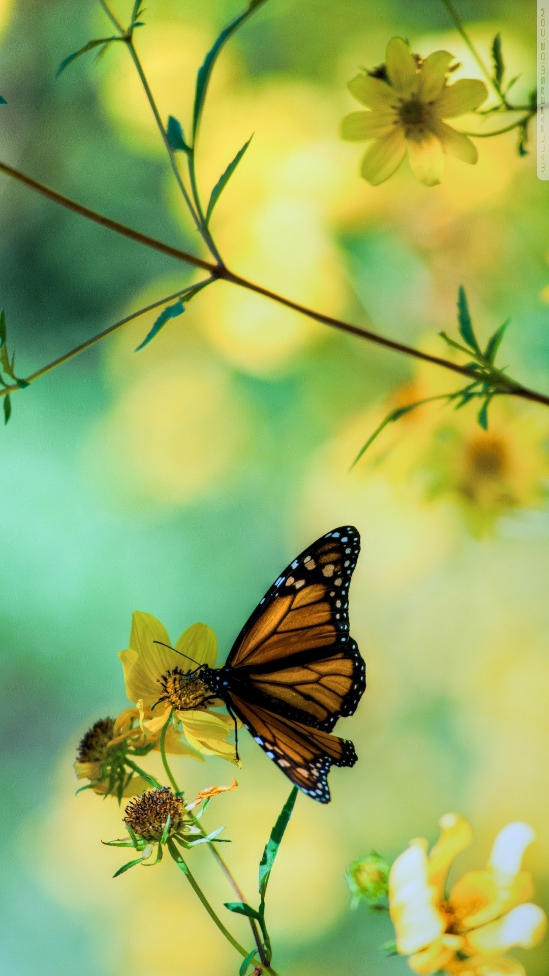 35 Gambar Wallpaper for Iphone Butterfly terbaru 2020