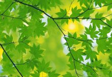 Desktop Wallpaper Green Leaf