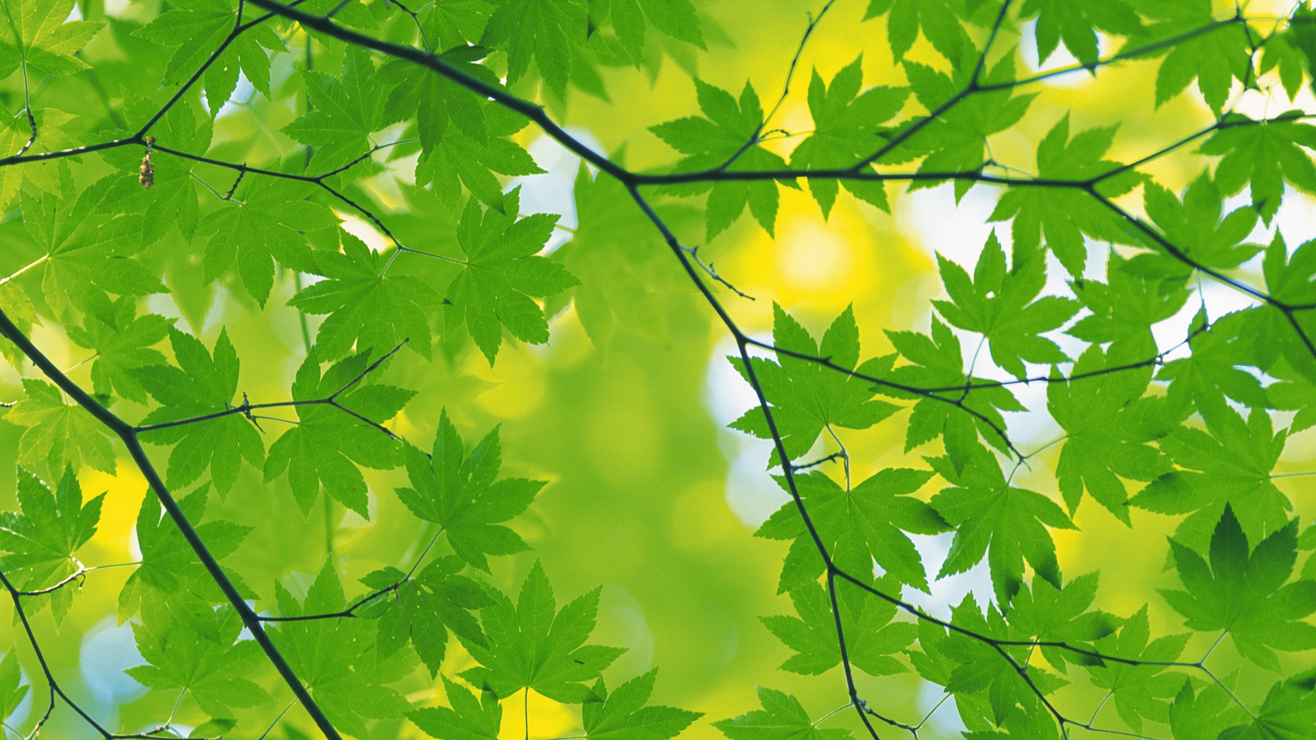 Desktop Wallpaper Green Leaf ~ Cute Wallpapers