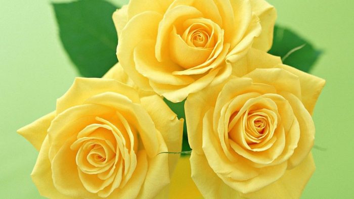 Desktop Wallpaper Yellow Flower – Cute Wallpapers 2022