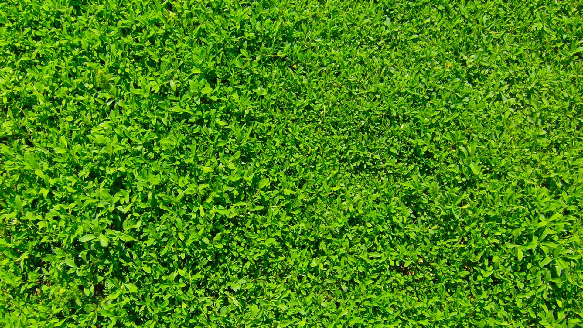 Nature Green Desktop Wallpaper with image resolution 1920x1080 pixel. You can use this wallpaper as background for your desktop Computer Screensavers, Android or iPhone smartphones