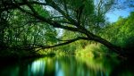 Nature Green Wallpaper For Desktop – Cute Wallpapers 2024