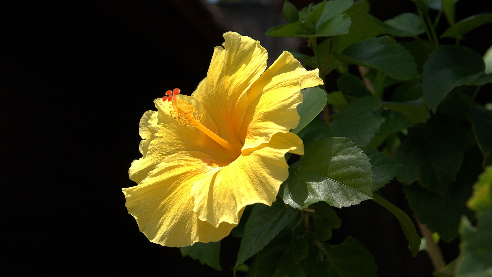 Beautiful Yellow Flower Wallpaper with image resolution 1920x1080 pixel. You can use this wallpaper as background for your desktop Computer Screensavers, Android or iPhone smartphones